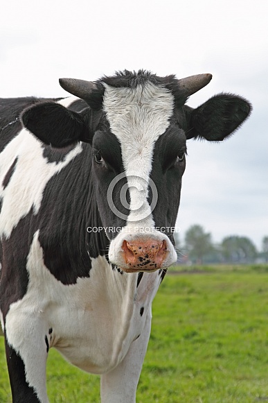 Dutch Cow and Cows Dutch Cow and Cows