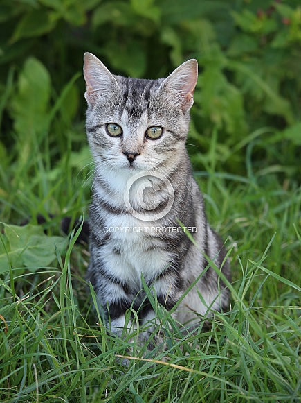 Serious Kitten Portrait In Grass