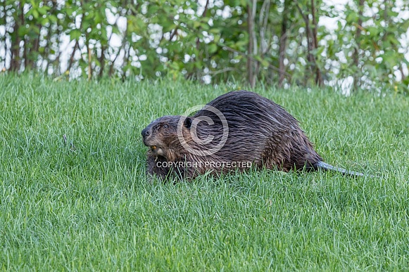 Beaver in nature Beaver in nature