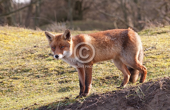 Red Fox