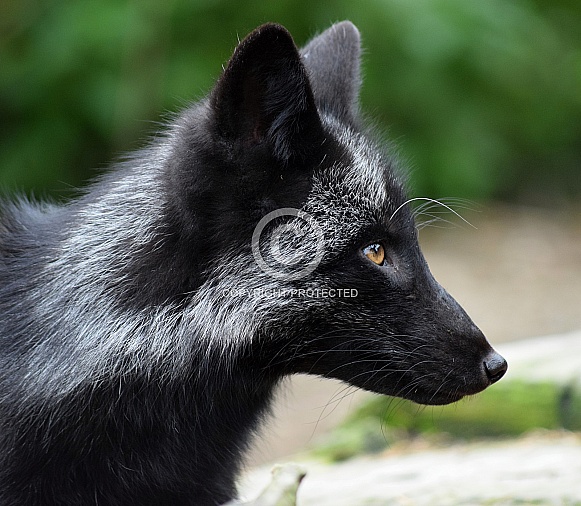 Silver Fox Silver Fox