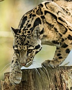 Adult Clouded Leopard