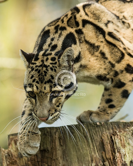 Adult Clouded Leopard Adult Clouded Leopard