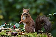 Red Squirrel