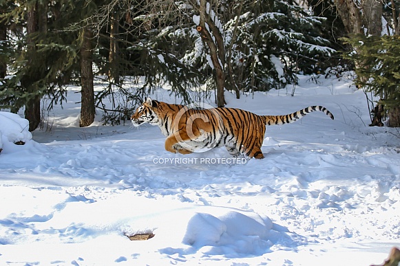 Siberian tiger (please note, not detailed close up)