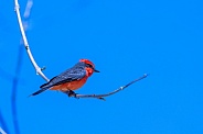 Red Vermillion Flycatcher on a branch