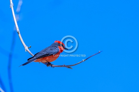 Red Vermillion Flycatcher on a branch Red Vermillion Flycatcher on a branch