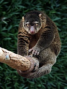 Bear Cuscus
