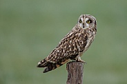 The short-eared owl (Asio flammeus)