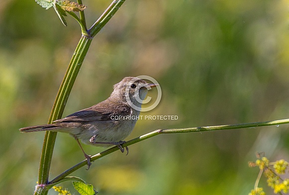 Garden warbler Garden warbler