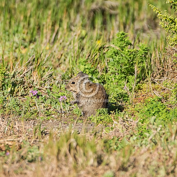 Karoo Bushrat