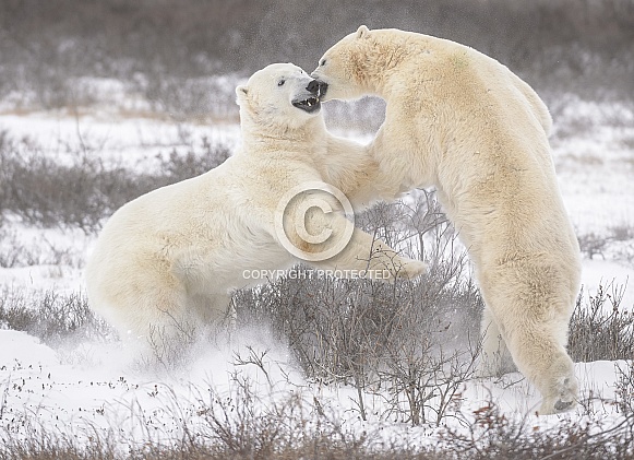 Polar Bears