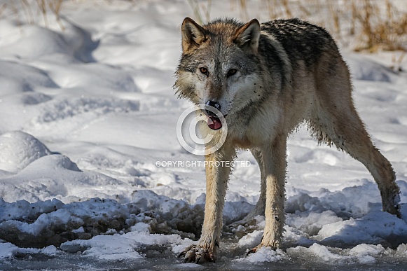 Gray or grey wolf in winter Gray or grey wolf in winter
