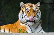 Tiger licking nose