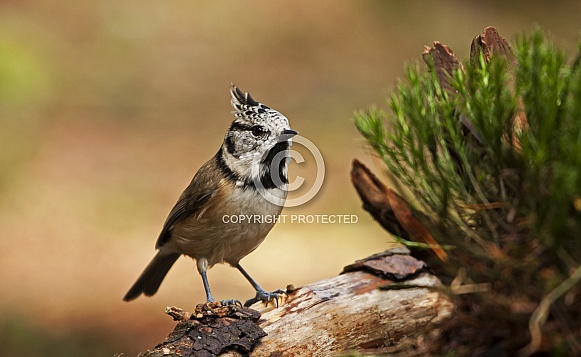 The crested tit or European crested tit