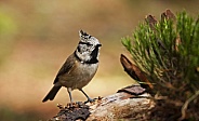 The crested tit or European crested tit