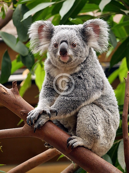 Koala Koala