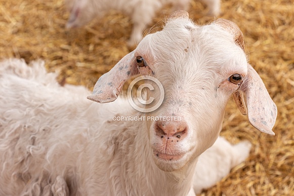Goat Face Close Up Goat Face Close Up