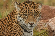 Young Jaguar Close Up