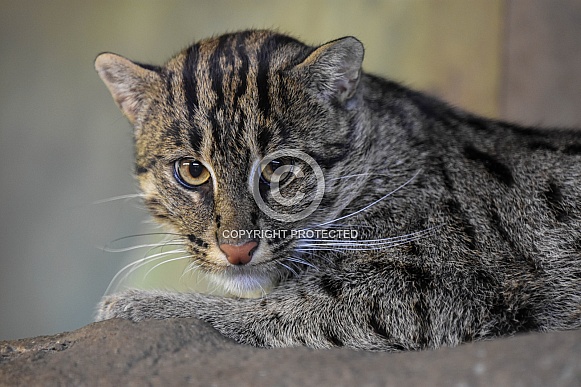 Fishing cat