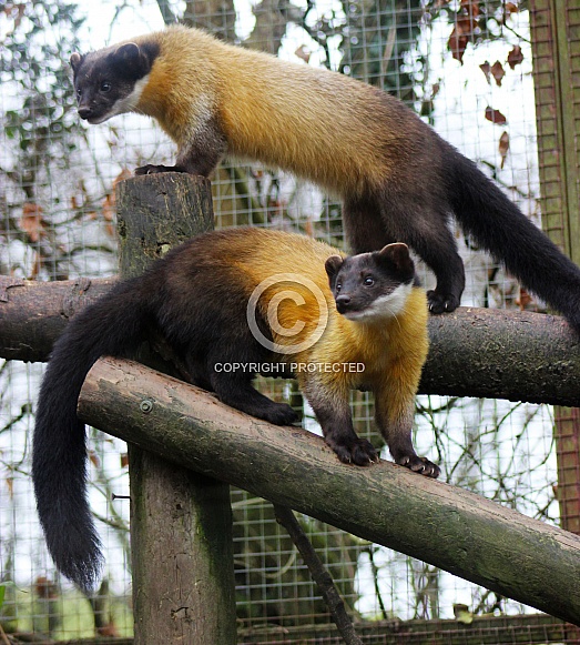 Yellow-Throated Martens