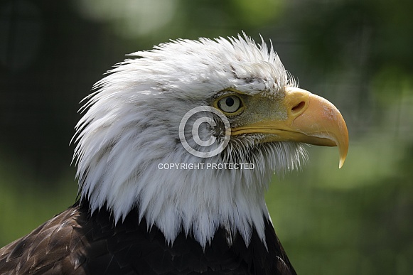 Steller's  sea eagle