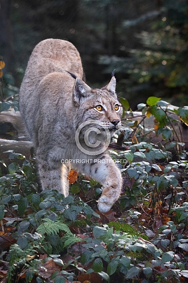 Lynx Lynx