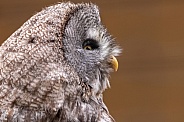 Great Grey Owl Side Profile