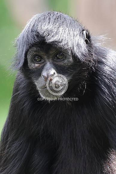 Colombian Black Spider Monkey (Ateles Fusciceps)
