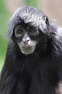 Colombian Black Spider Monkey (Ateles Fusciceps)
