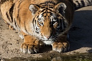 Tiger Juvenile