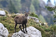 Ibex