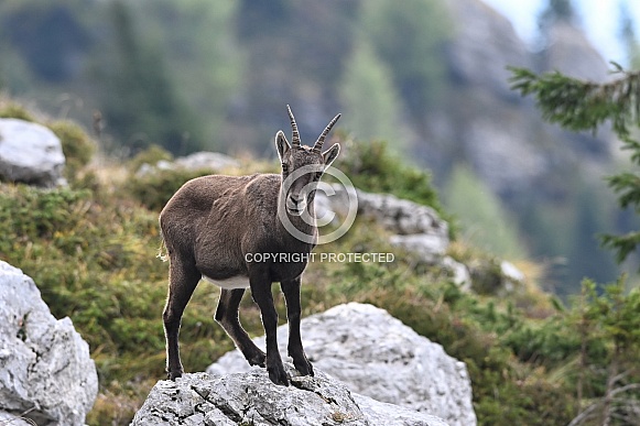 Ibex