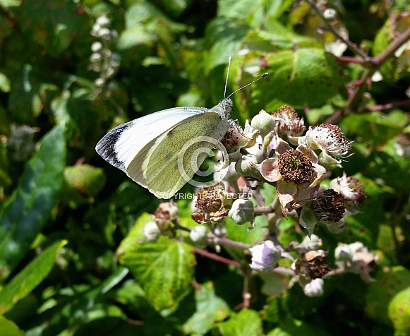 Large White Butterfly Large White Butterfly