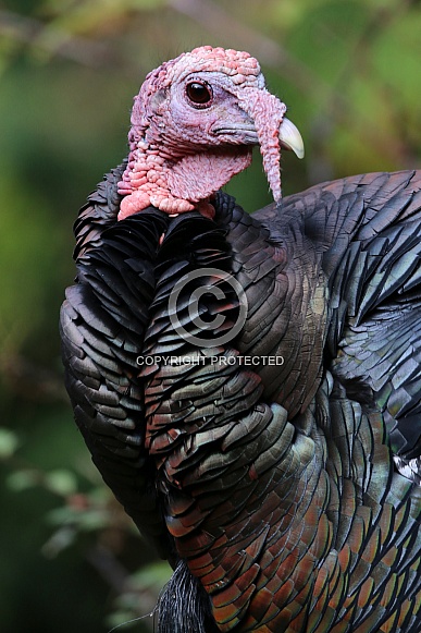 Domestic Turkey (Meleagris gallopavo)