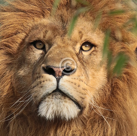 African Lion