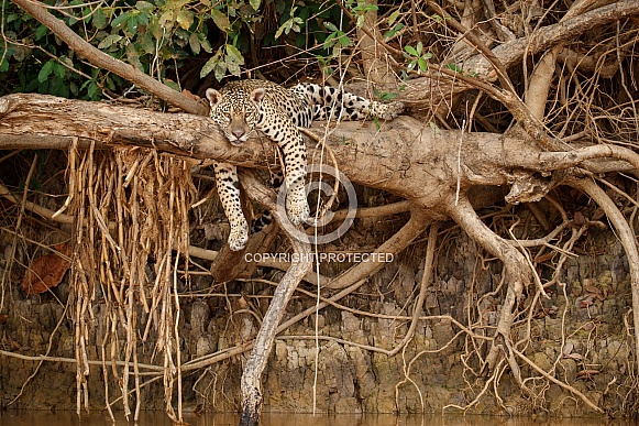 American jaguar in the nature habitat