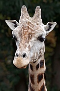 Giraffe (GIRAFFA CAMELOPARDALIS ROTHSCHILDI)
