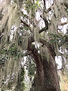 Spanish Moss and an Old Oak Tree