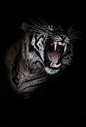 Sumatran Tiger yawning