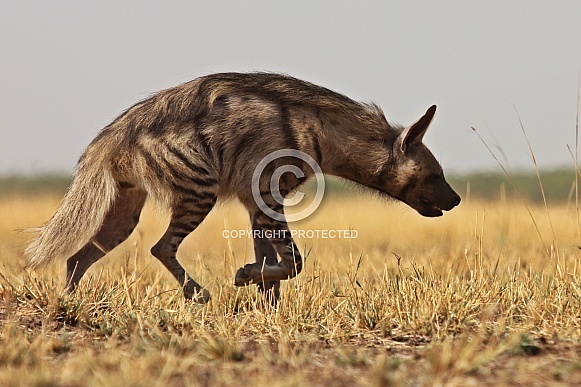 Indian Striped Hyena