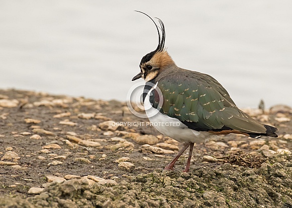 Northern Lapwing / Peewit / Green-backed Plover