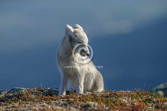 Arctic fox