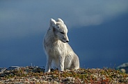 Arctic fox