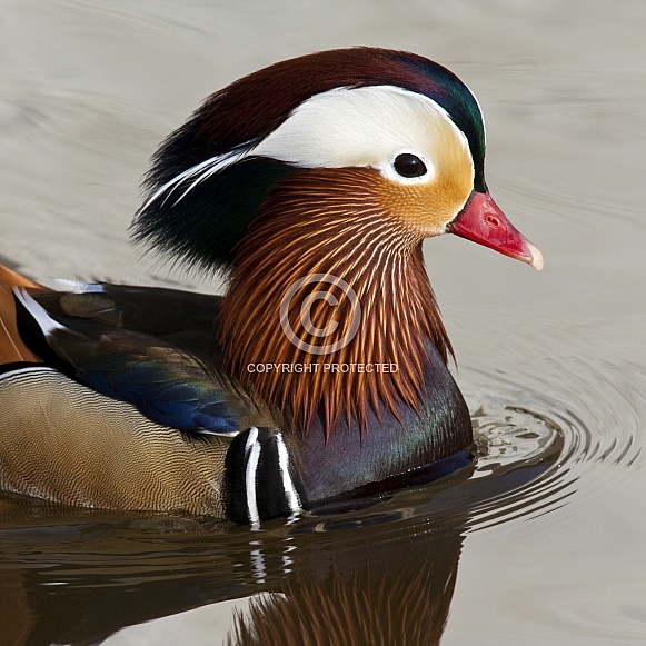 Mandarin Duck (Aix galericulata)