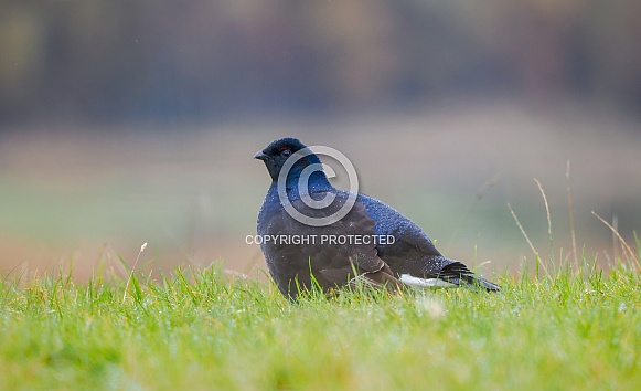 Black Grouse Black Grouse