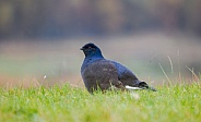 Black Grouse