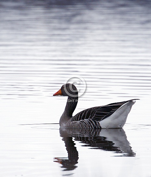 Greylag goose Greylag goose