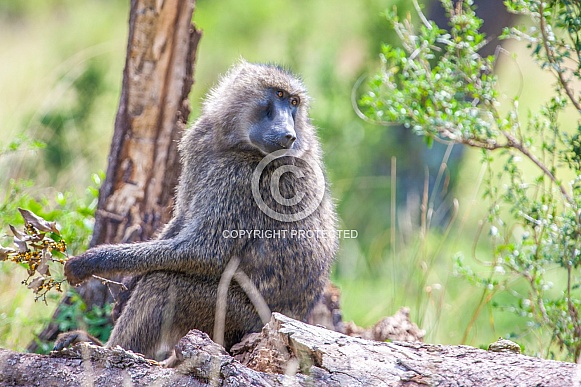 Yellow Baboon Yellow Baboon
