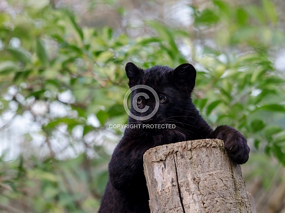 Black Panther Black Panther